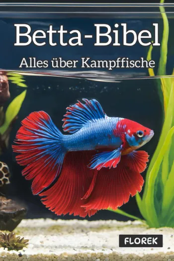 Betta-Bibel