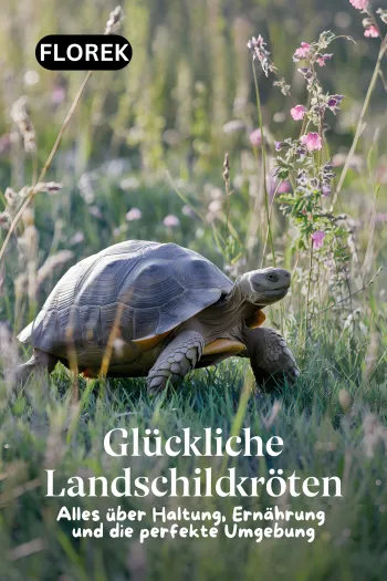 Glückliche Landschildkröten